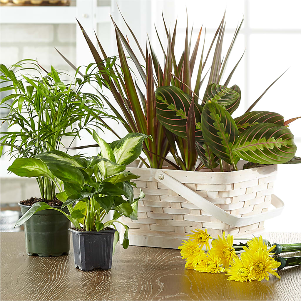 Florist Designed Blooming and Green Plants in a Basket – Sb Floral Too, Davenport IA