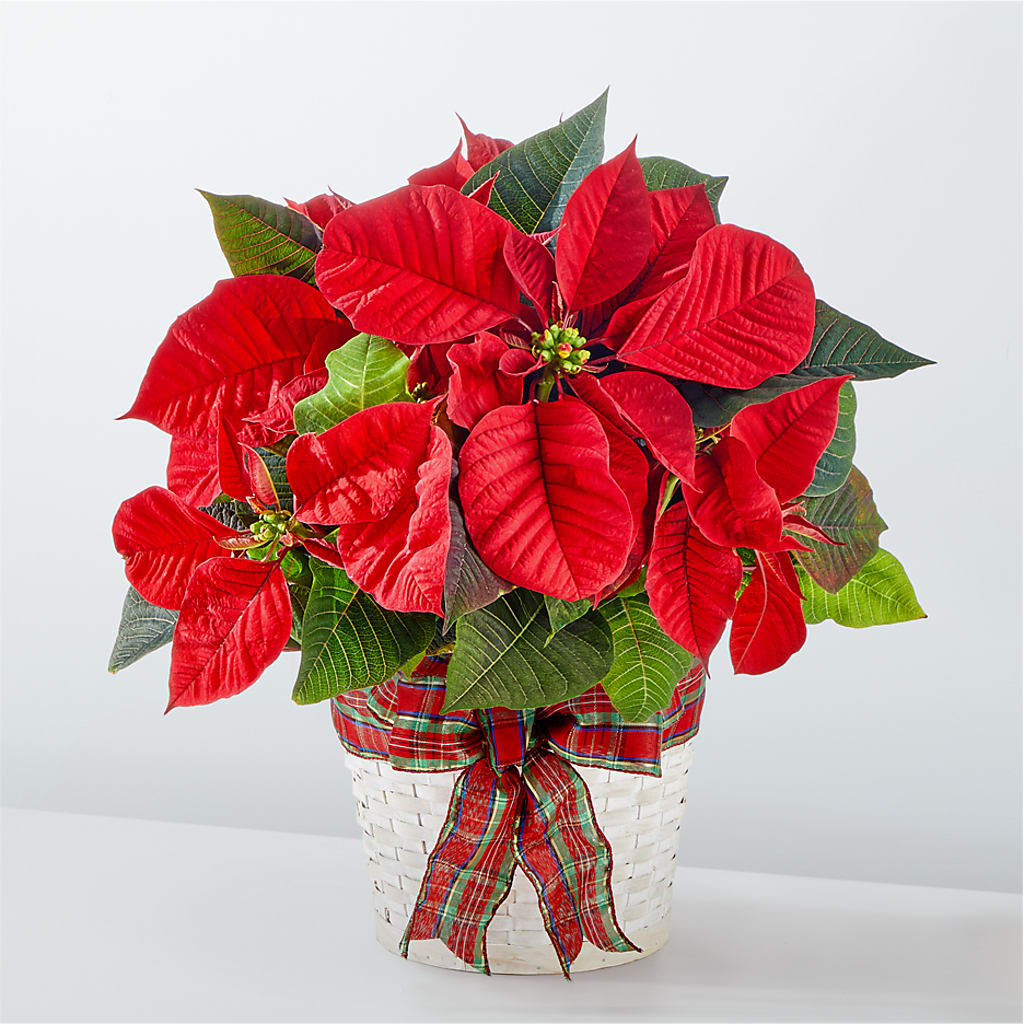 Happiest Holidays Poinsettia – Sb Floral Too, Davenport IA