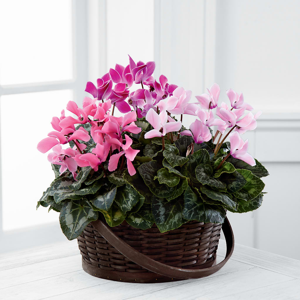 Mixed Cyclamen Planter – Sb Floral Too, Davenport IA
