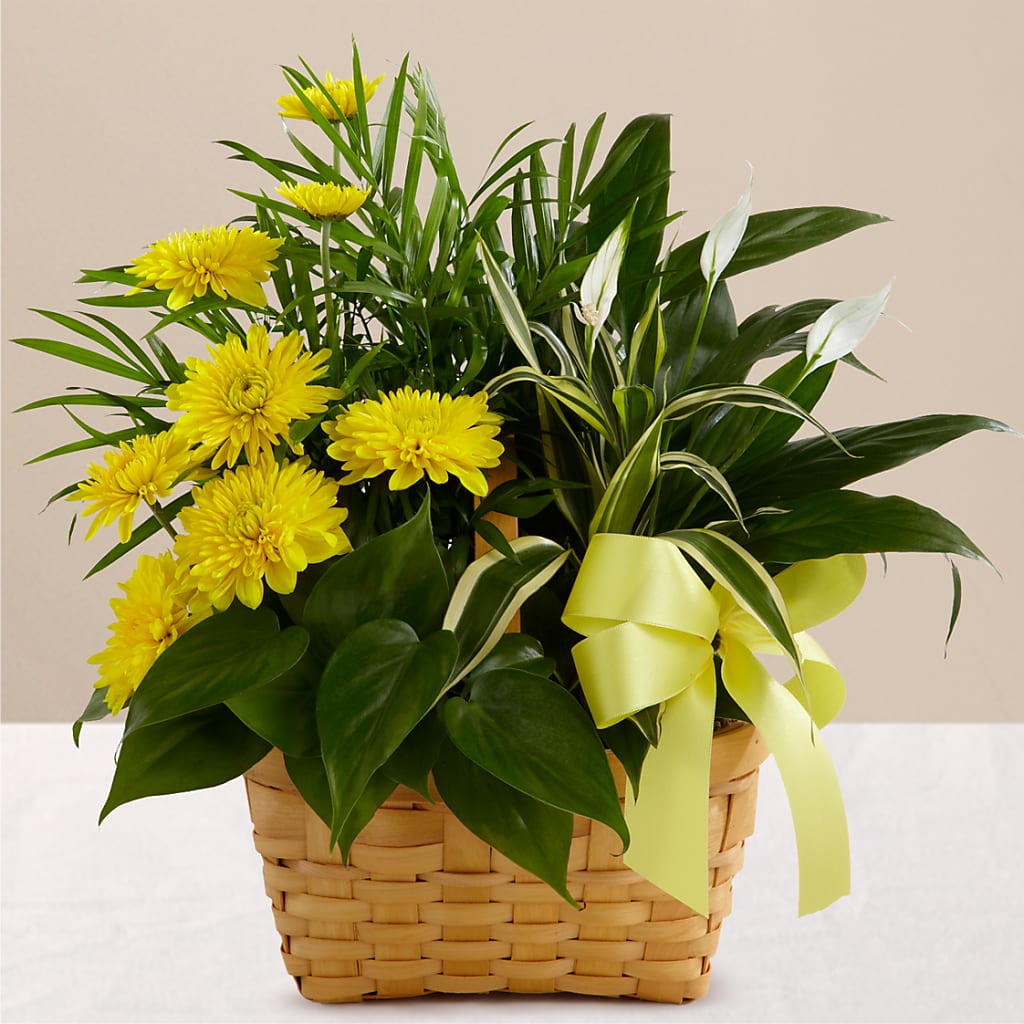 Loving Light Dishgarden – Sb Floral Too, Davenport IA