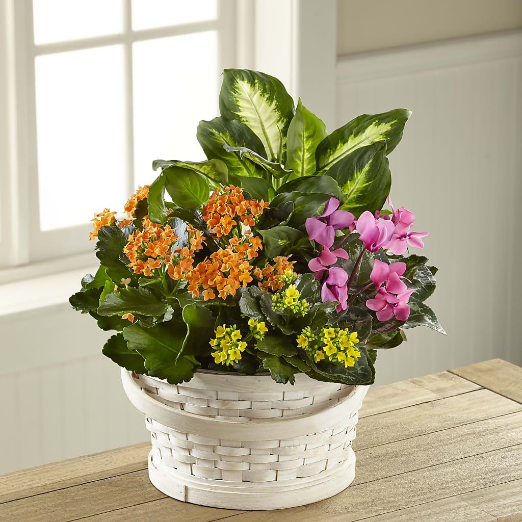 Color Crush Dishgarden – Sb Floral Too, Davenport IA