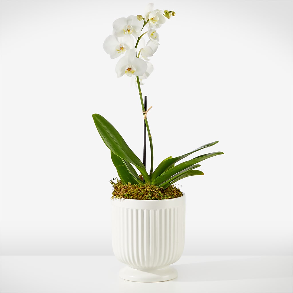 Whispering White Orchid – Sb Floral Too, Davenport IA