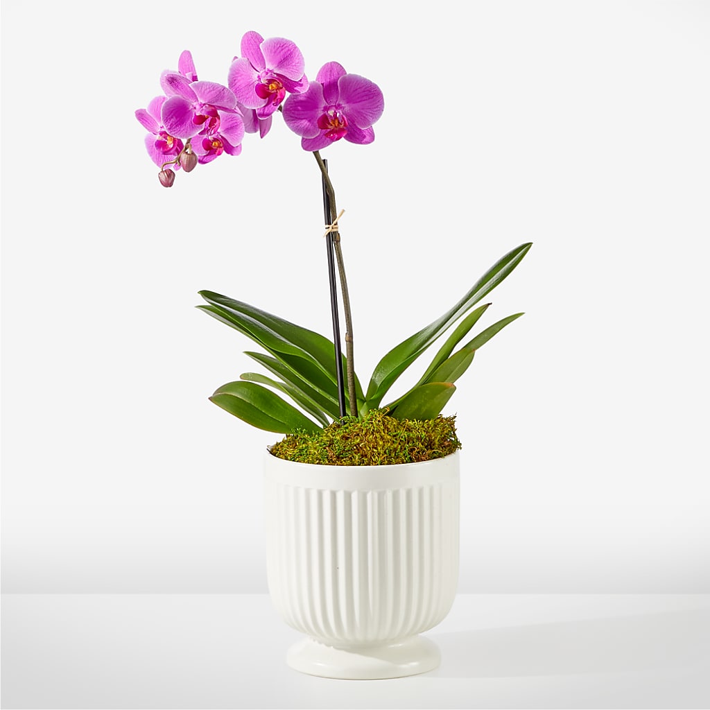Friendly Fuchsia Orchid – Sb Floral Too, Davenport IA
