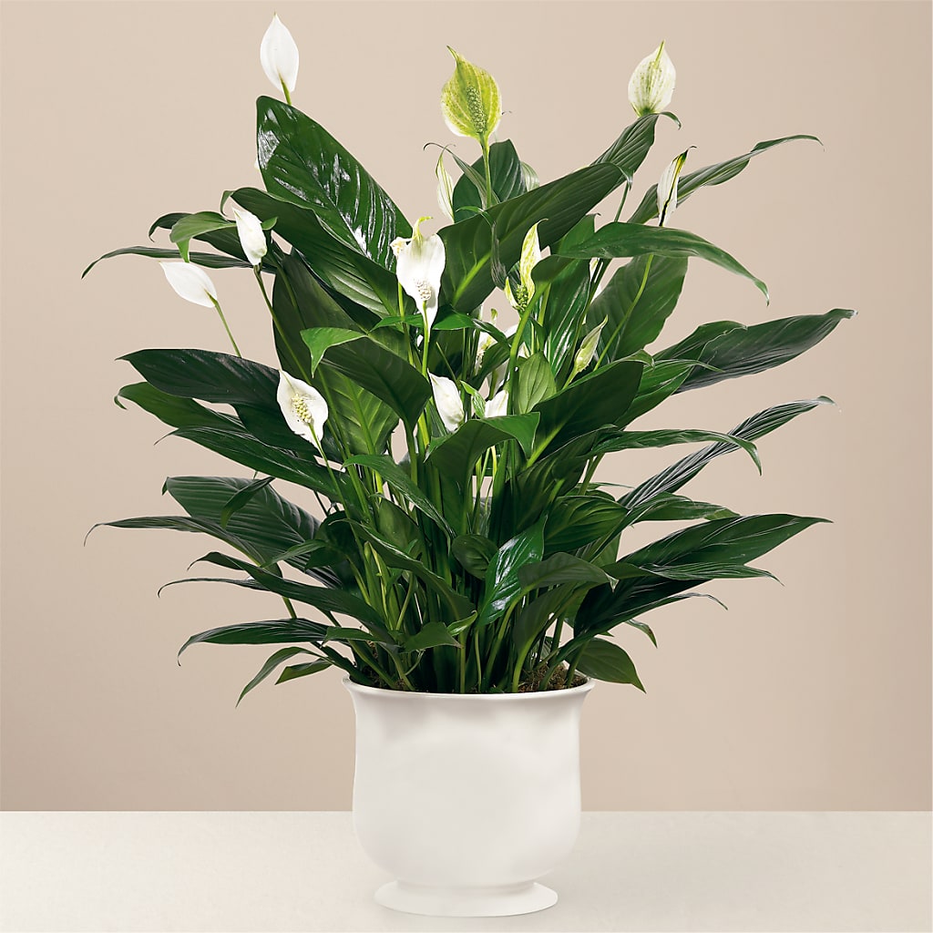Comfort Planter – Sb Floral Too, Davenport IA