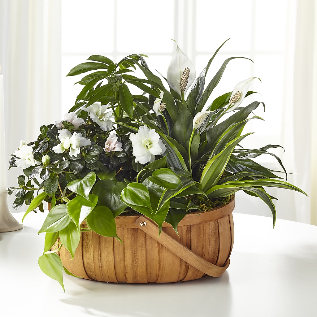 Serene Dishgarden – Sb Floral Too, Davenport IA