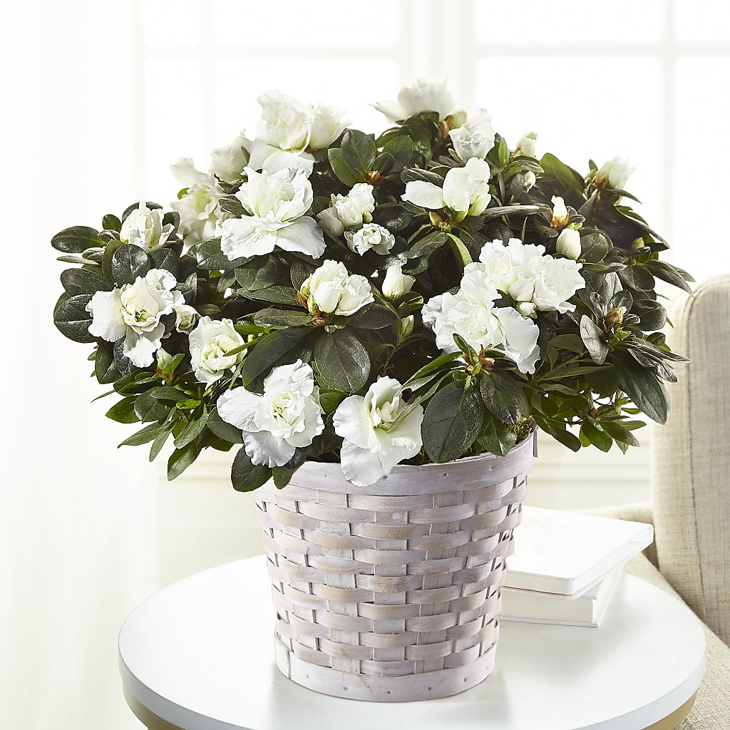 White Azalea Plant – Sb Floral Too, Davenport IA