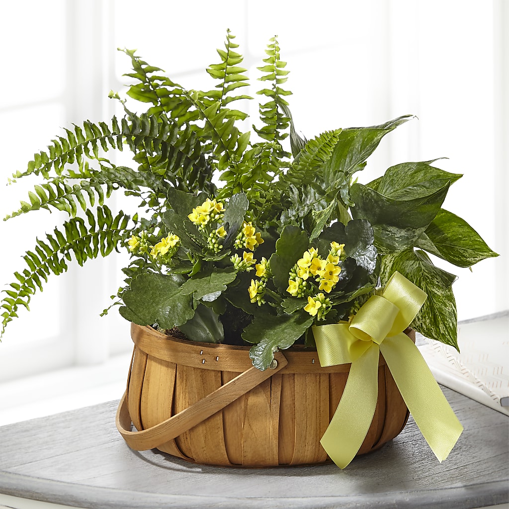 Always Dear Dishgarden – Sb Floral Too, Davenport IA