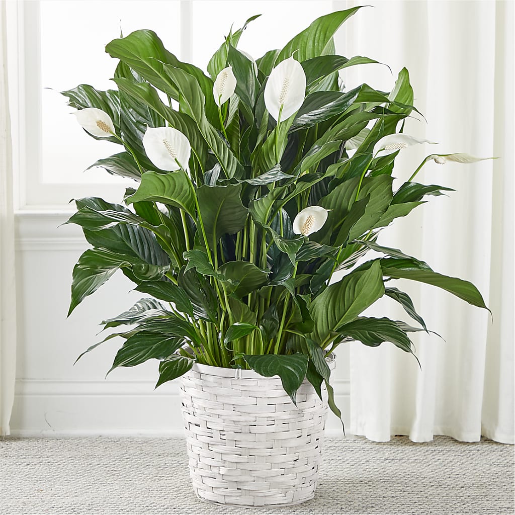 A New Leaf Peace Lily – Sb Floral Too, Davenport IA
