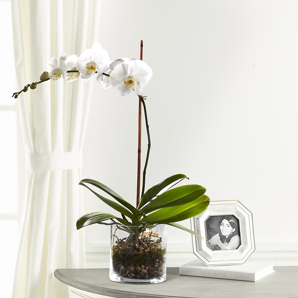 White Orchid Planter – Sb Floral Too, Davenport IA