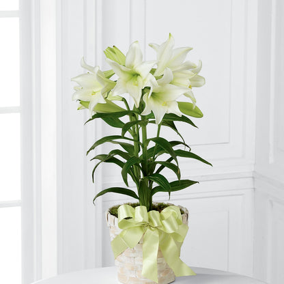 Easter Lily Plant –  Sb Floral Too, Davenport IA