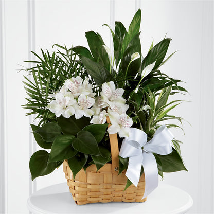 Peace & Serenity Dishgarden –  Sb Floral Too, Davenport IA