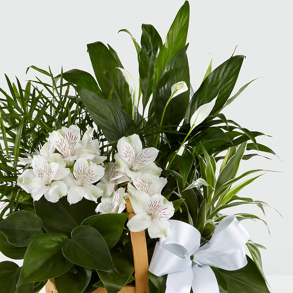 Peace & Serenity Dishgarden –  Sb Floral Too, Davenport IA