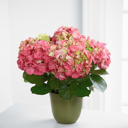 Pink Hydrangea Planter –  Sb Floral Too, Davenport IA