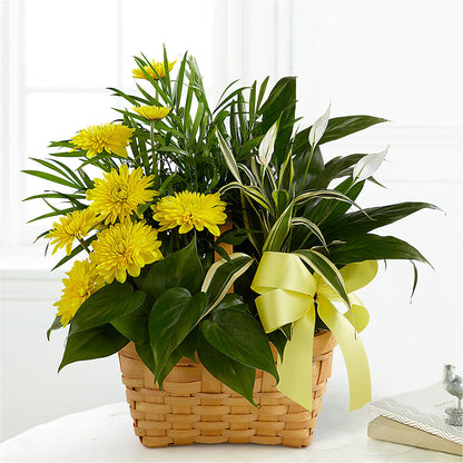 Loving Light Dishgarden –  Sb Floral Too, Davenport IA