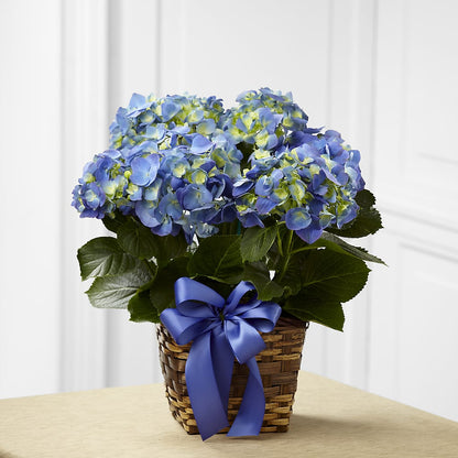 Blue Hydrangea Planter –  Sb Floral Too, Davenport IA