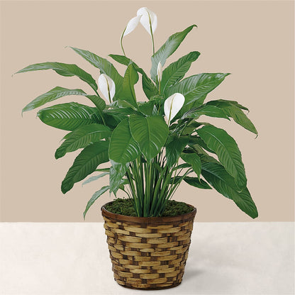 Tranquil Moments Peace Lily Plant –  Sb Floral Too, Davenport IA
