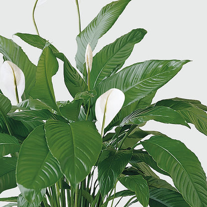 Tranquil Moments Peace Lily Plant –  Sb Floral Too, Davenport IA