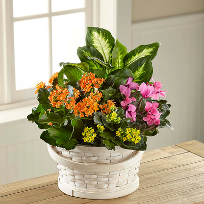 Color Crush Dishgarden –  Sb Floral Too, Davenport IA