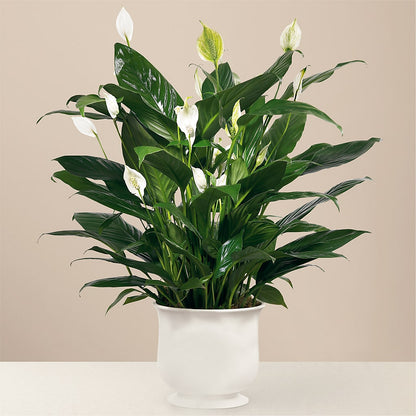 Comfort Planter –  Sb Floral Too, Davenport IA
