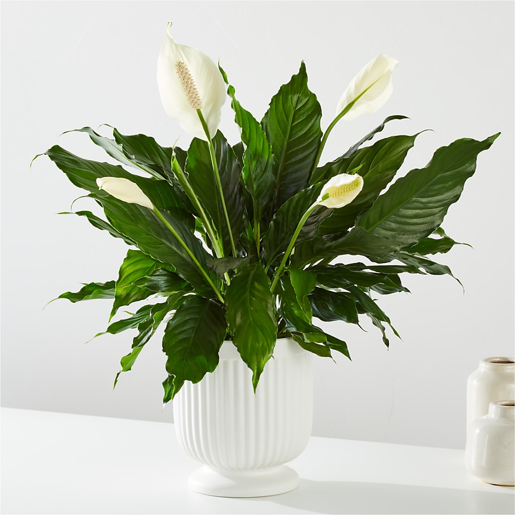 Comfort Planter –  Sb Floral Too, Davenport IA