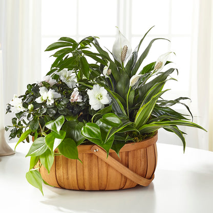 Serene Dishgarden –  Sb Floral Too, Davenport IA