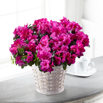 Hope & Serenity Azalea Plant –  Sb Floral Too, Davenport IA