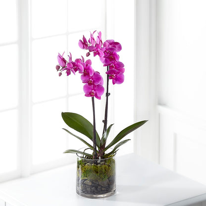 Pink Orchid Plant –  Sb Floral Too, Davenport IA