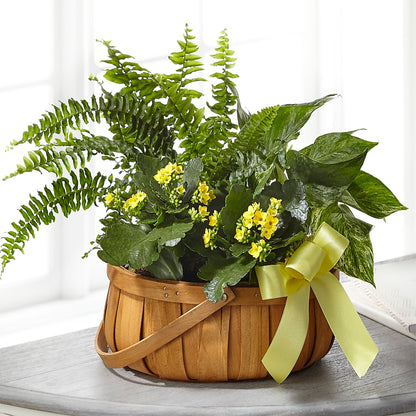 Always Dear Dishgarden –  Sb Floral Too, Davenport IA