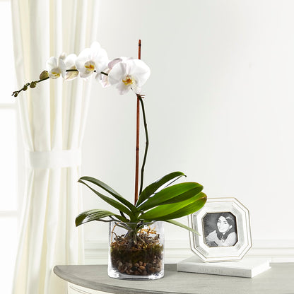 White Orchid Planter –  Sb Floral Too, Davenport IA